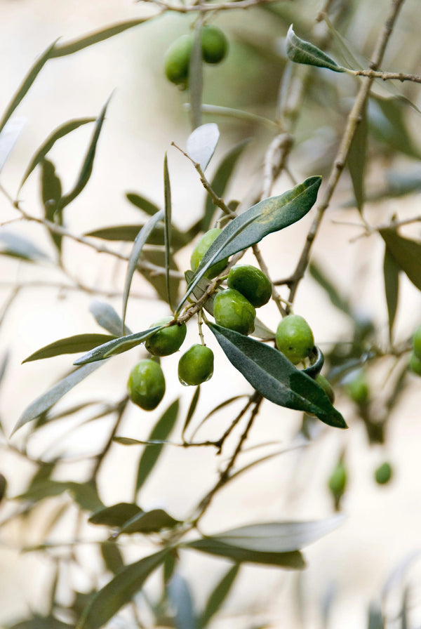 Why-Arbequina-The-Olive-Oil-You-Didn-t-Know-You-Needed OilWell